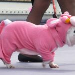 web foto del coleccionista de instantes