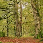 Miguel Angel Garcia Flickr