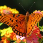 Vicky De Loach Flickr